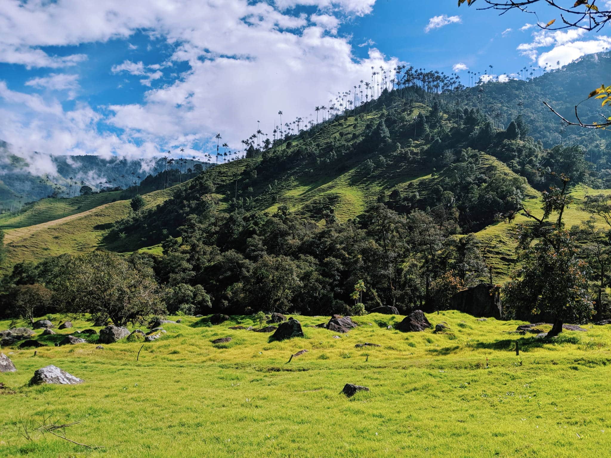 Valle De Cocora