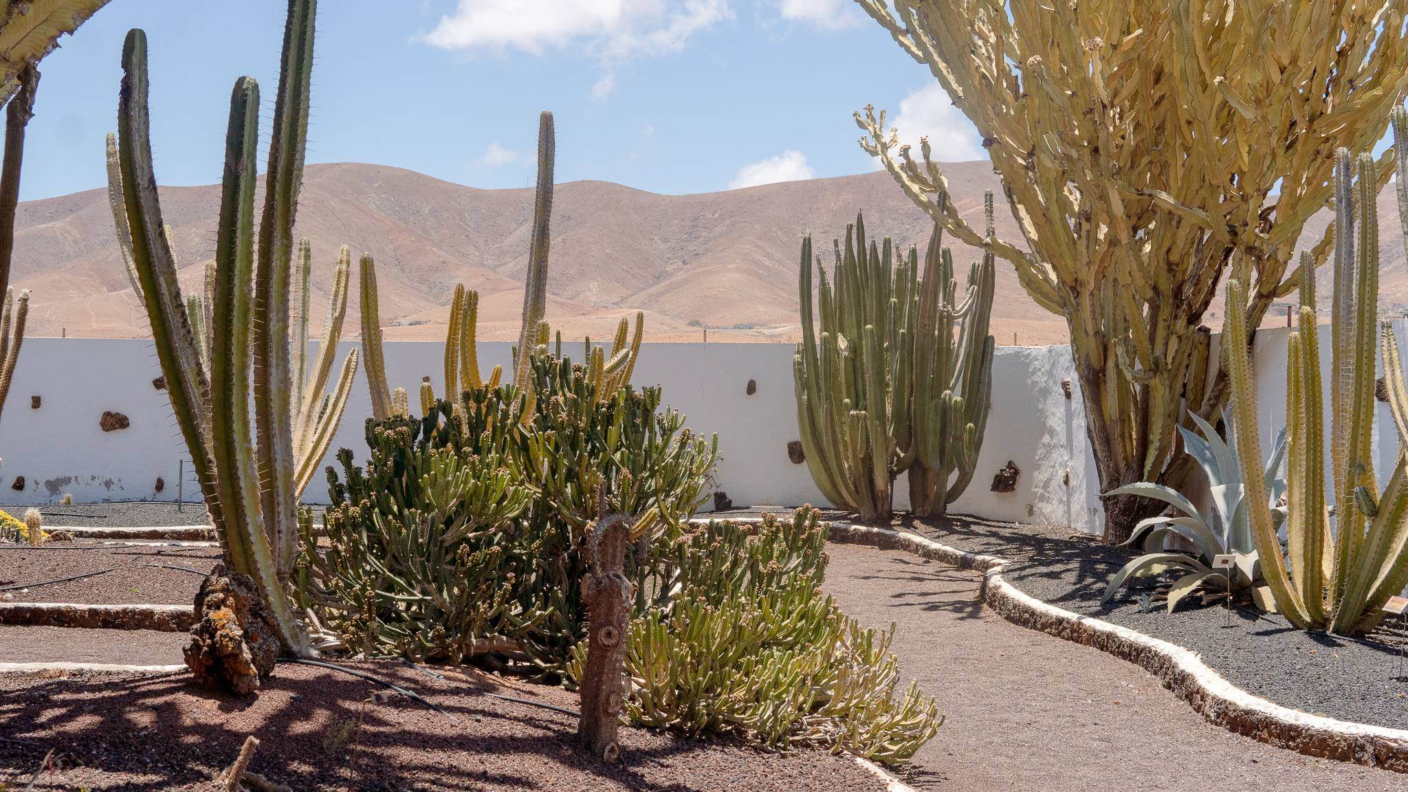 fuerteventura cheese museum