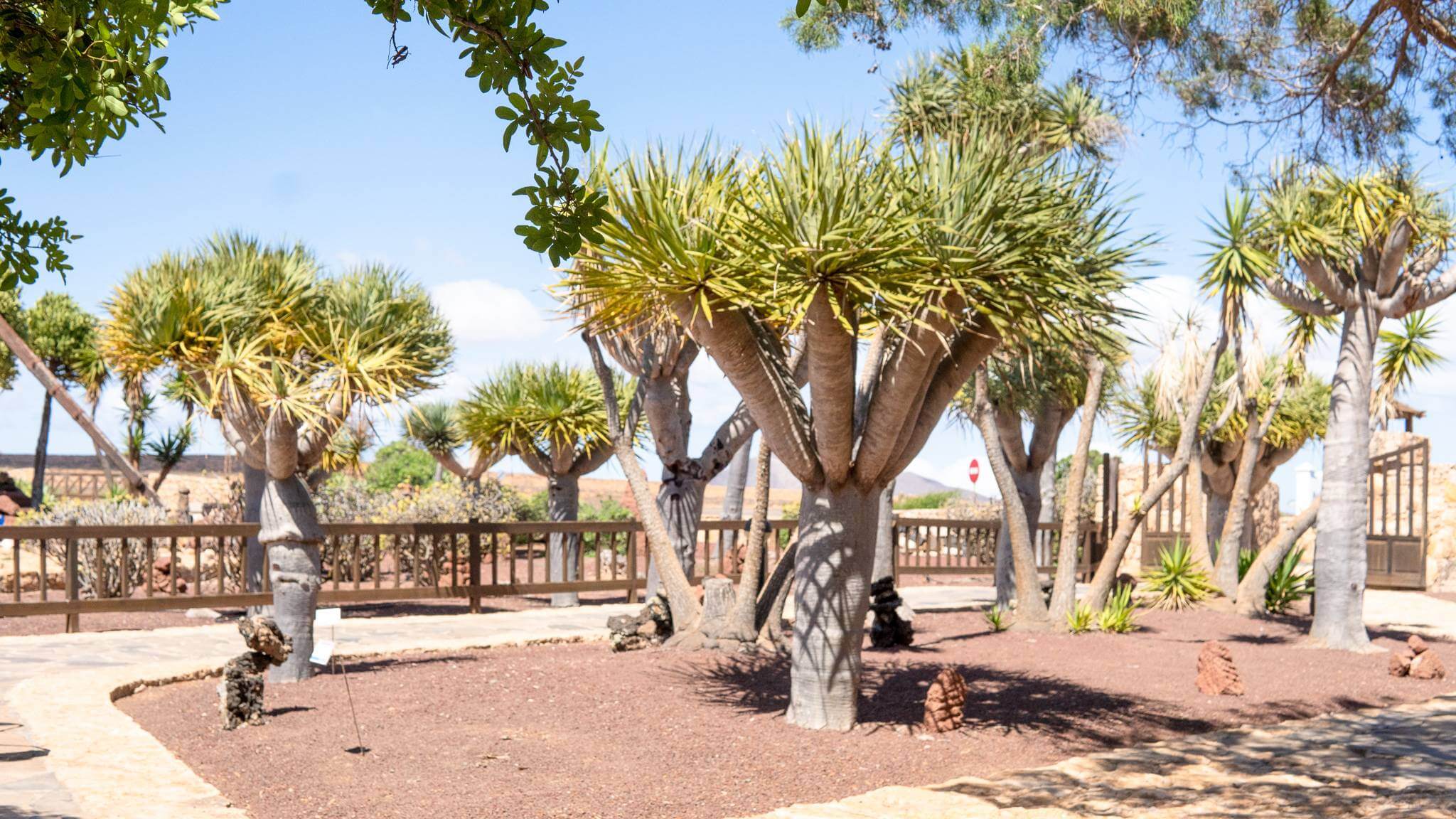 fuerteventura cheese museum