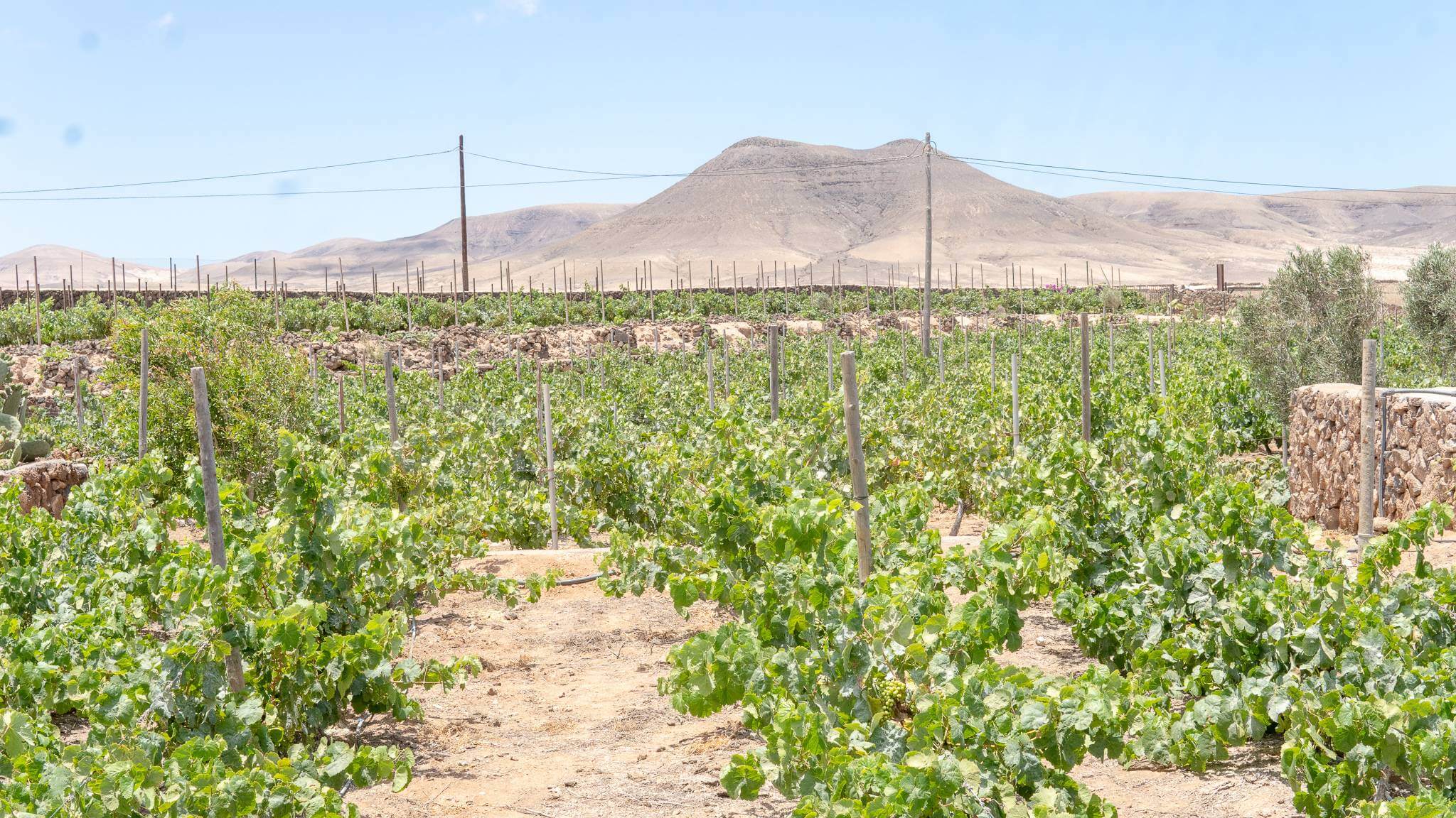 winery on fuerteventura