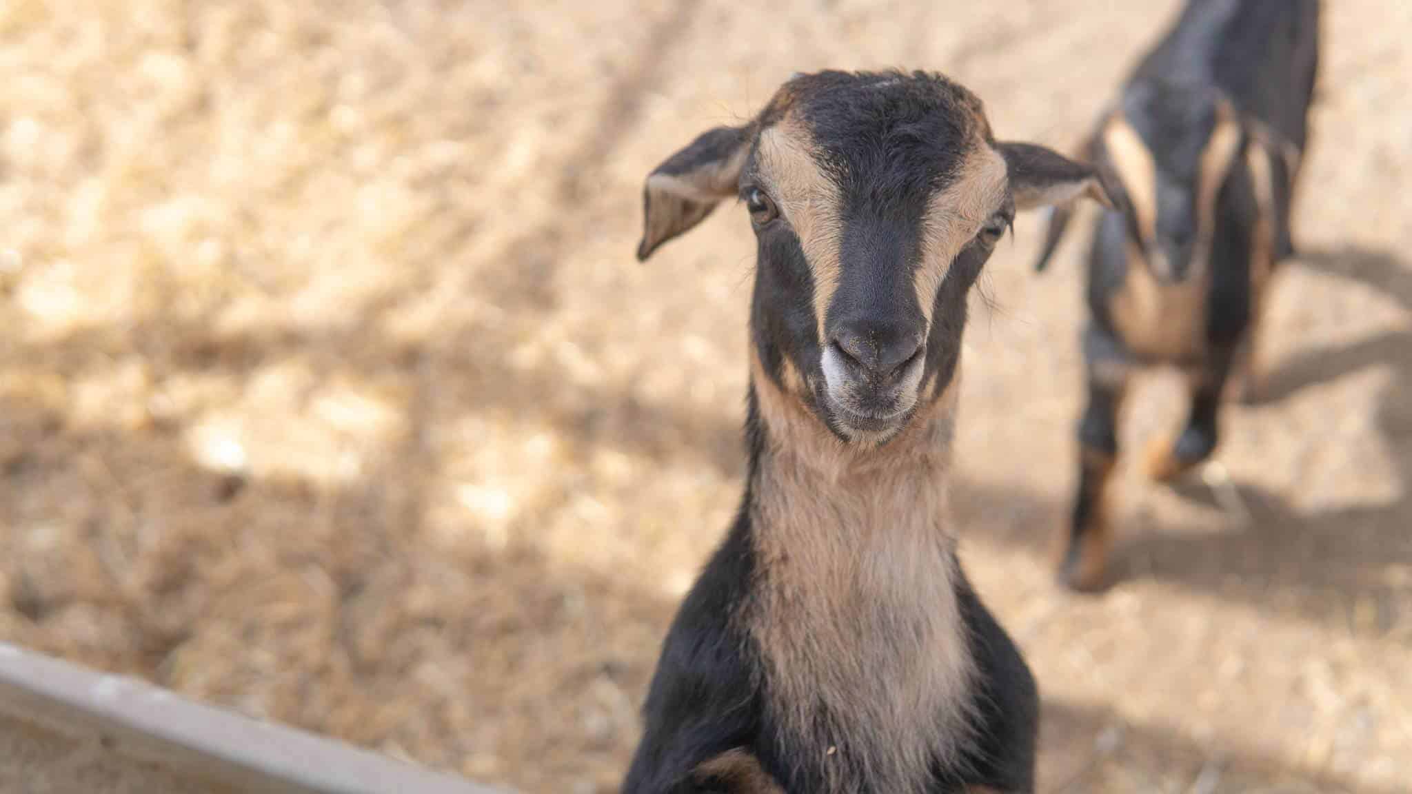 playing with baby goats