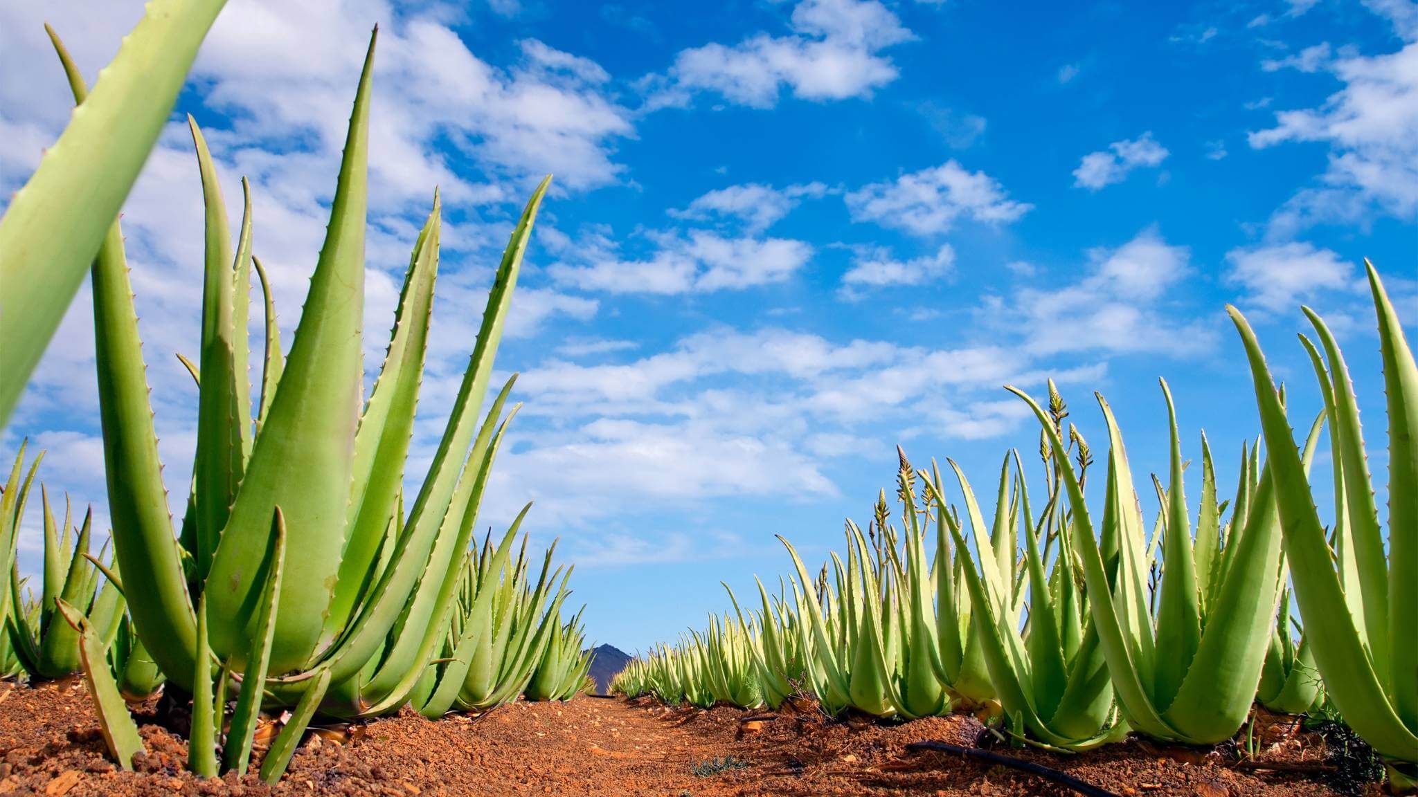 Aloe Vera Farm Fuerteventura