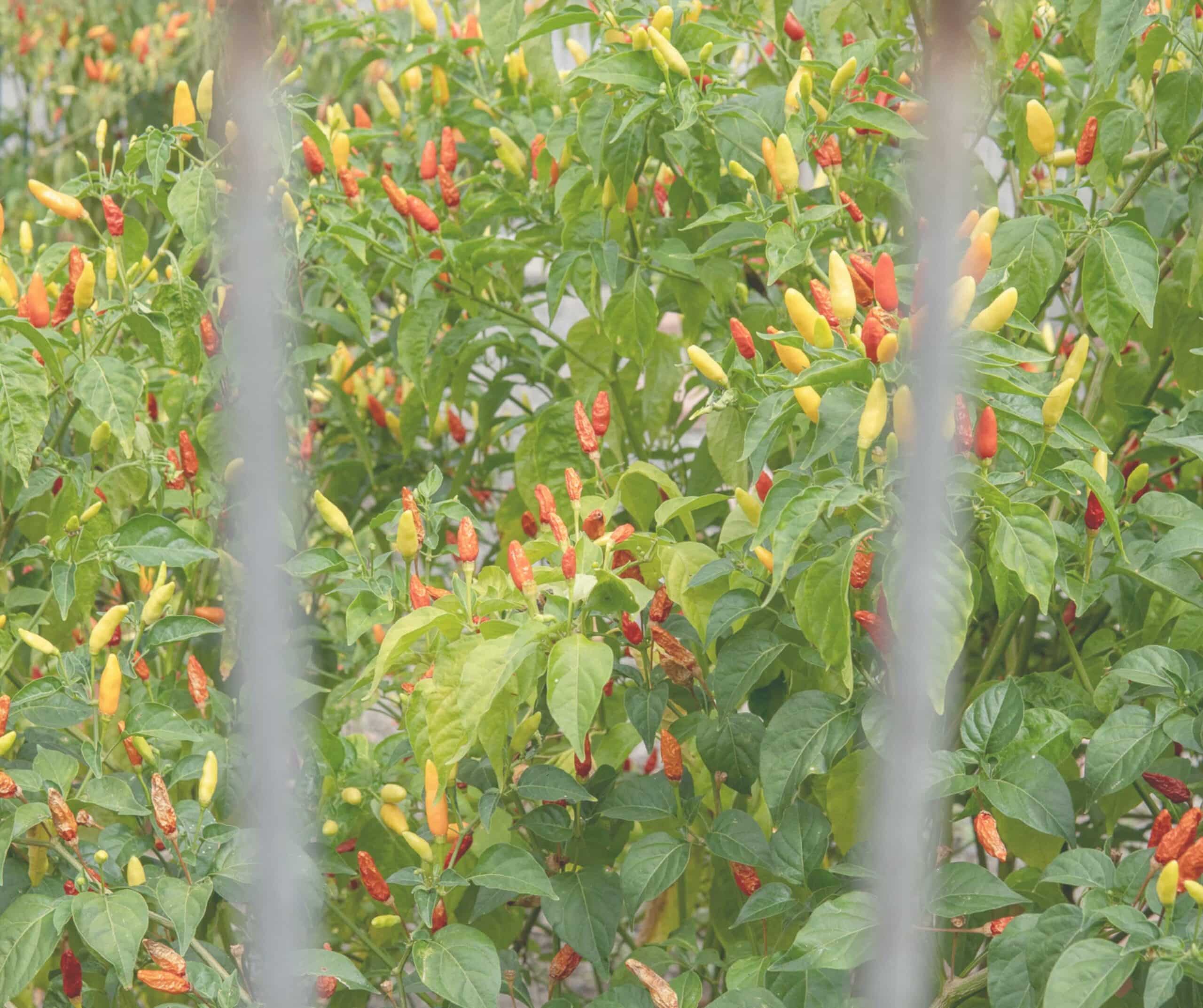 Tabasco Factory