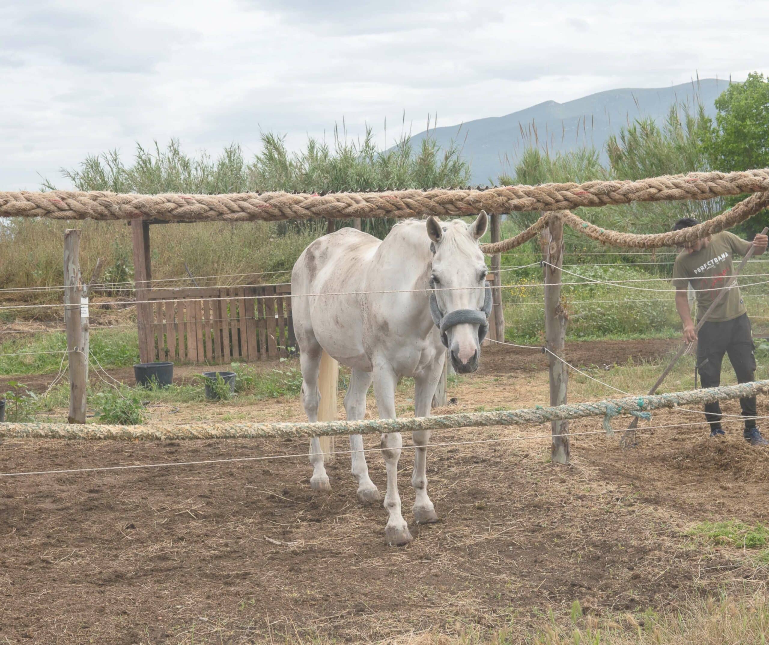 White horse in Kalamata