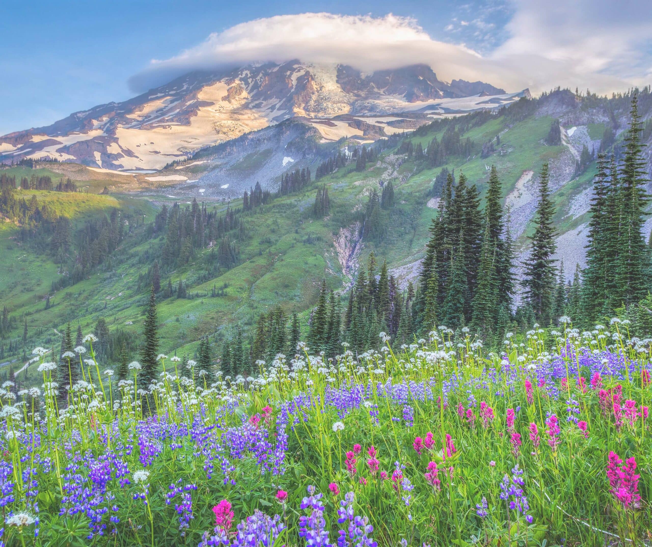 mt rainier tour